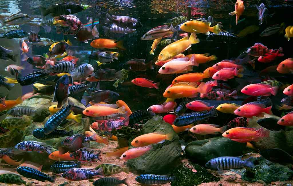 ornamental fish food
