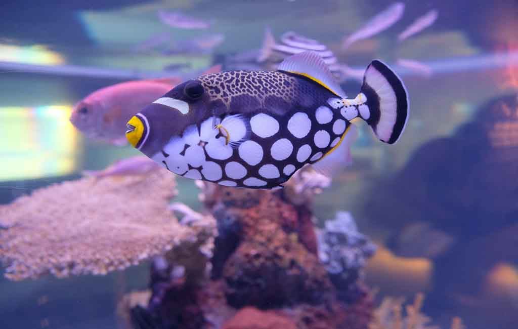 Keeping fish colorful
