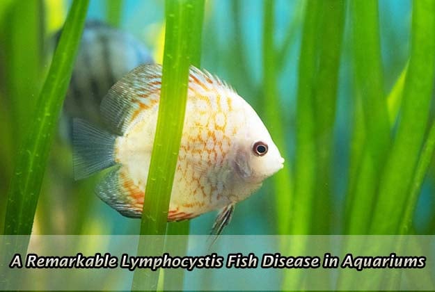 A Remarkable Lymphocystis Fish Disease in Aquariums