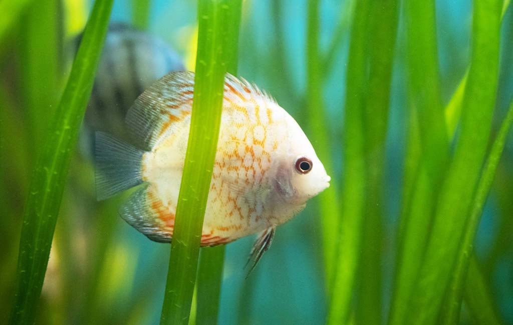 lymphocystis fish disease