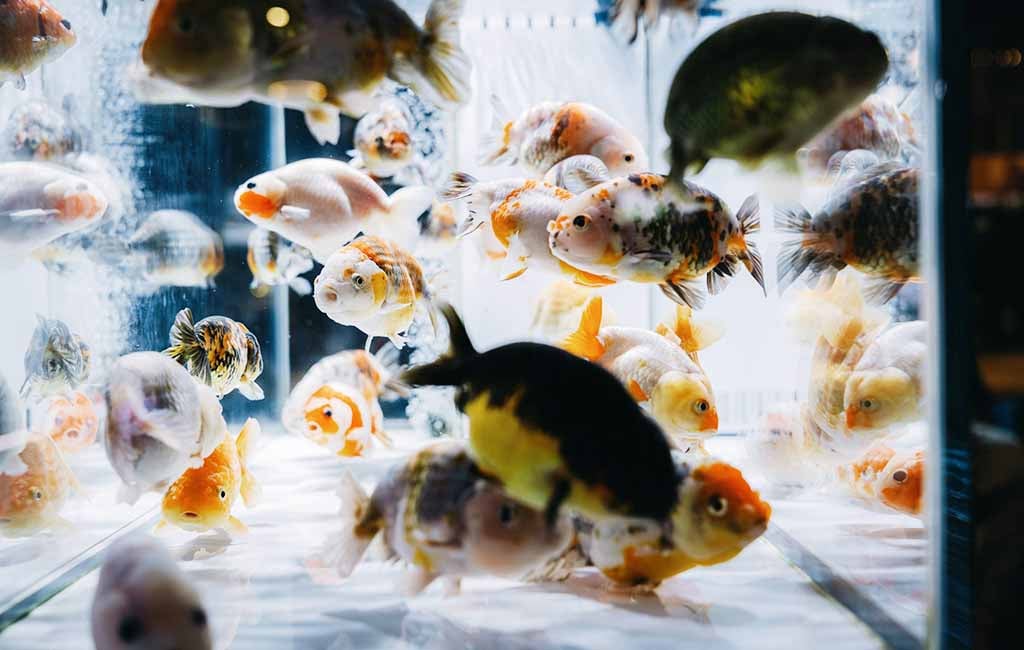 lymphocystis in fish