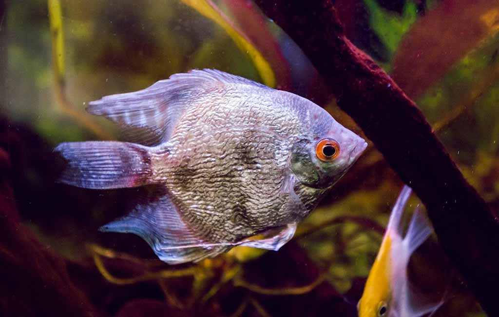treat lymphocystis in aquariums