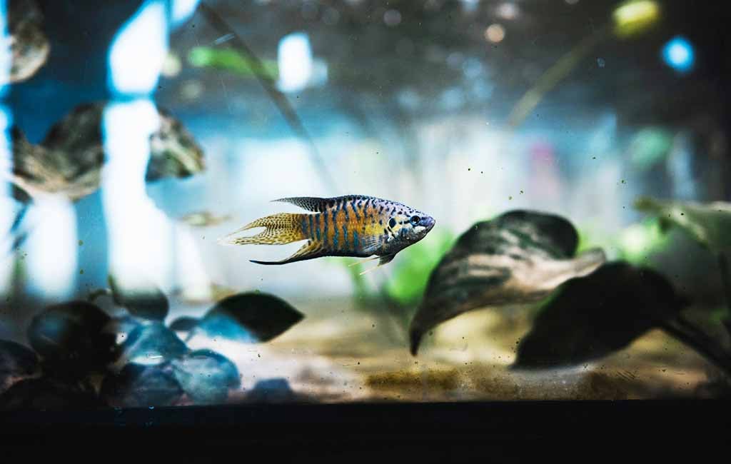 Prevent Lymphocystis Fish Disease