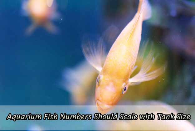 Aquarium Fish Numbers Should Scale with Tank Size