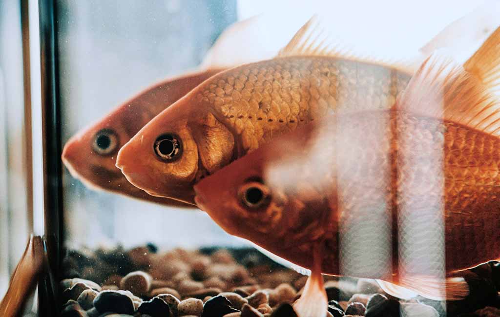 fish numbers
