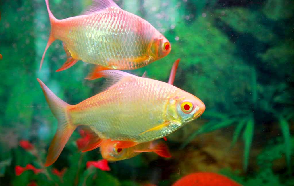 Aquarium Fish Numbers