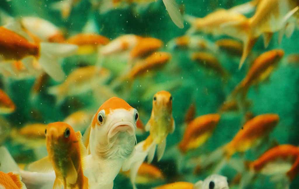 how to tell if fish are overcrowded