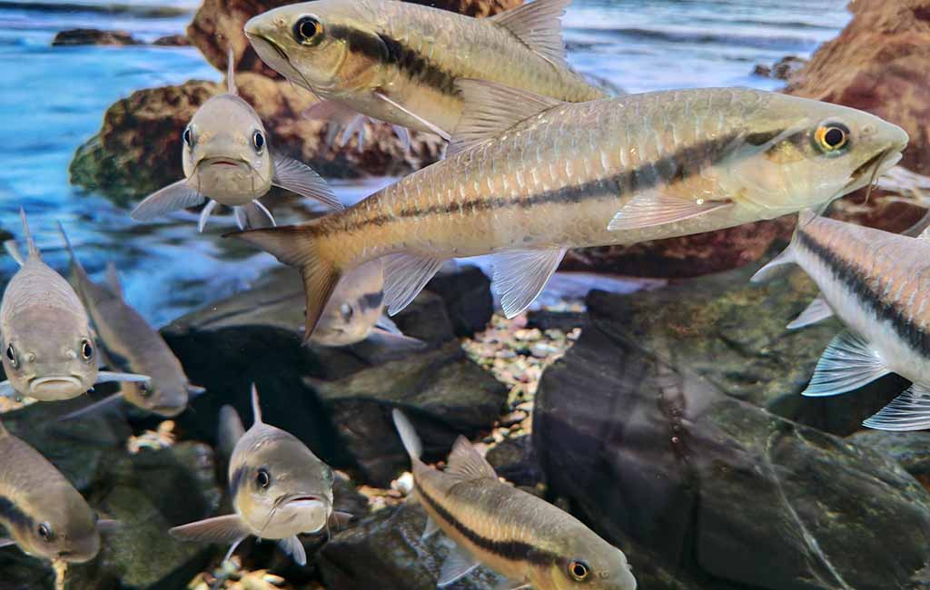 If Fish Are Overcrowded in a Fish Tank