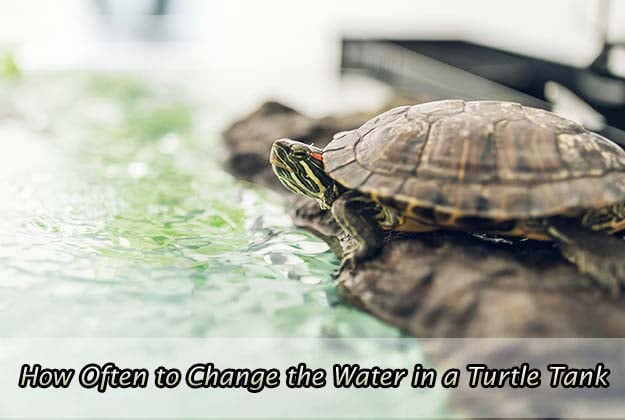 How Often to Change the Water in a Turtle Tank