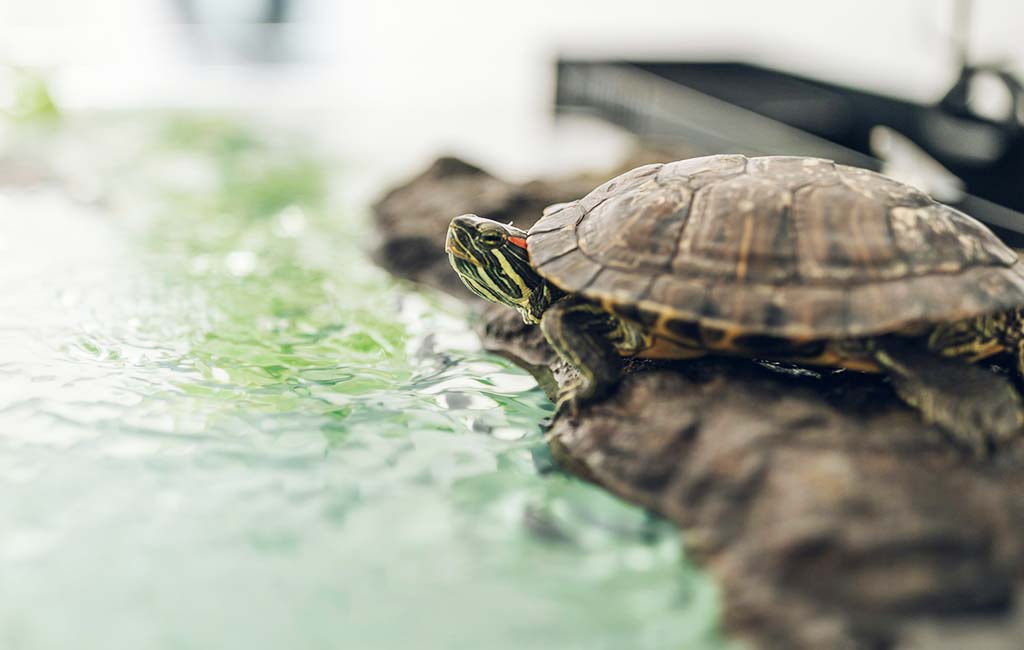 turtle tank water