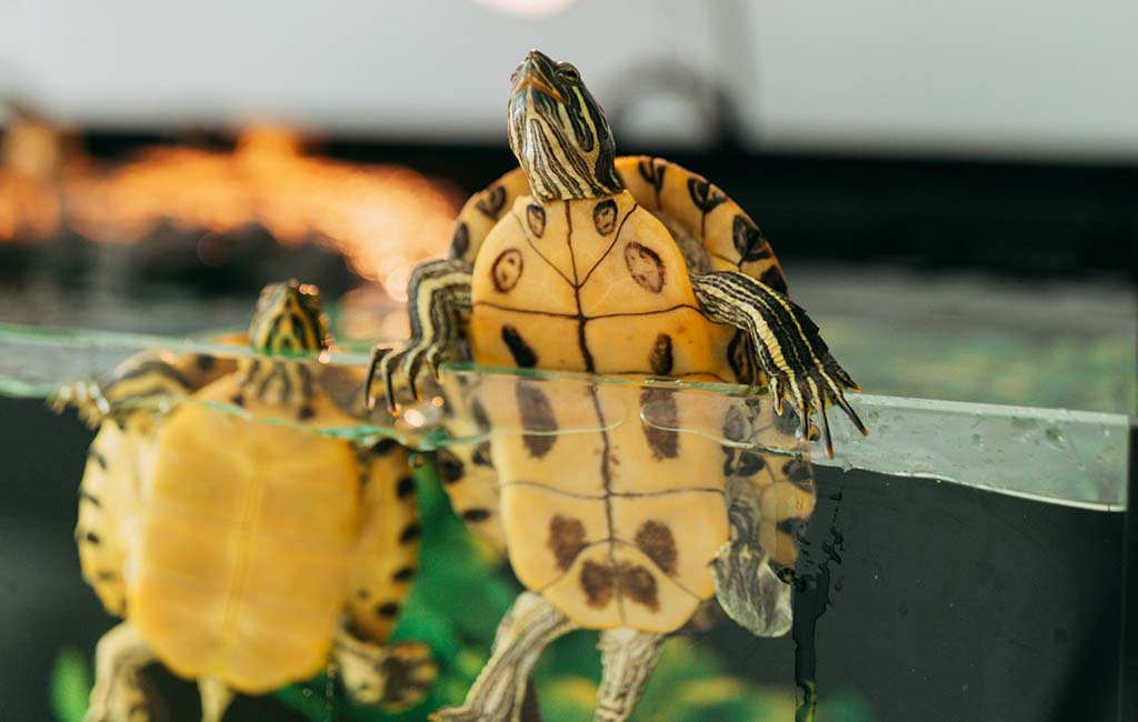water filter for turtle tank