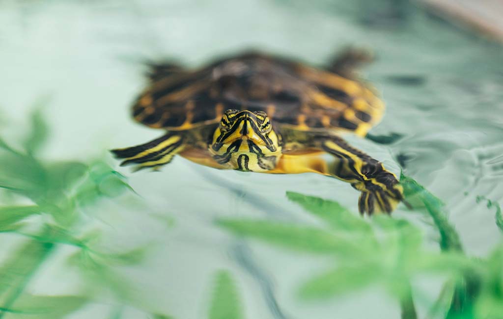 aquatic turtle tank water changes