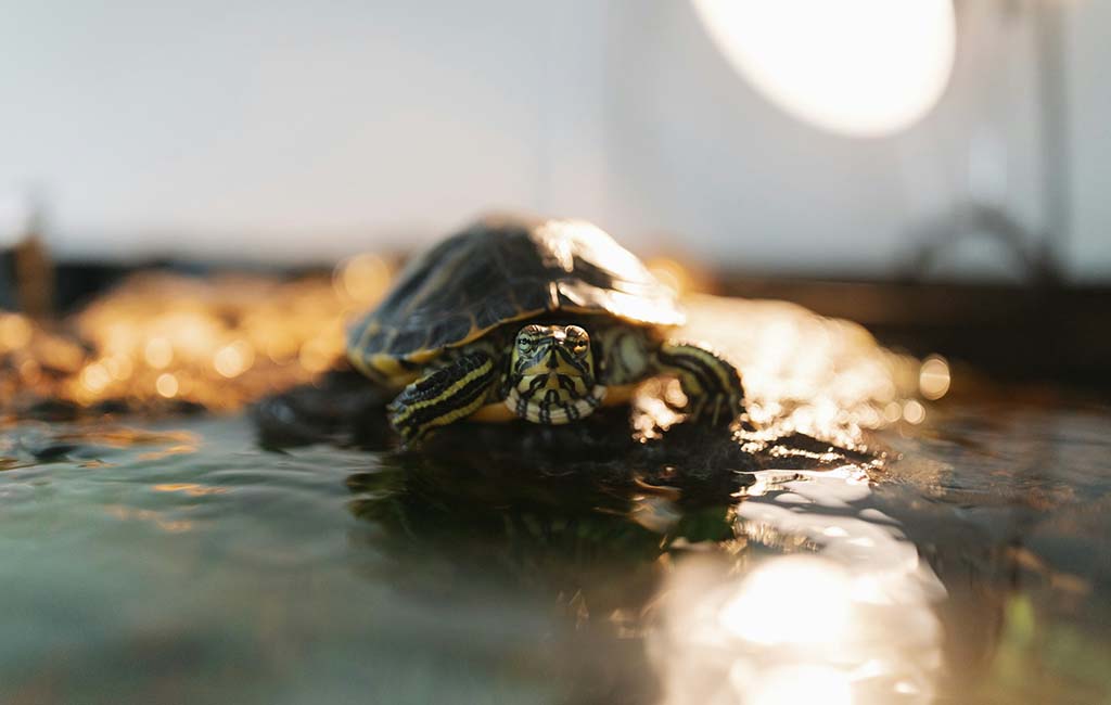 Change the Water in a Turtle Tank
