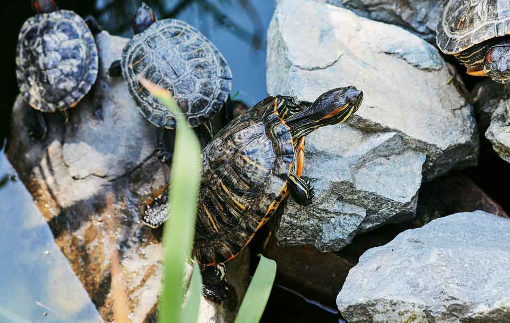Turtle Tank Water Maintenance Tips