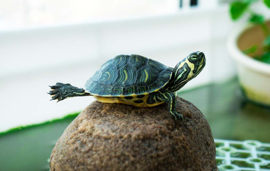Maintaining turtle tank water