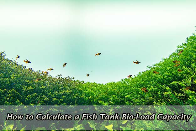How to Calculate a Fish Tank Bio-Load Capacity