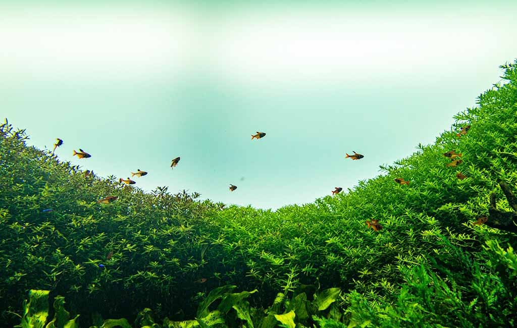 aquarium ecology 