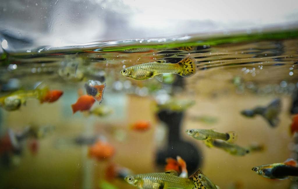 fish tank bio-load capacity 