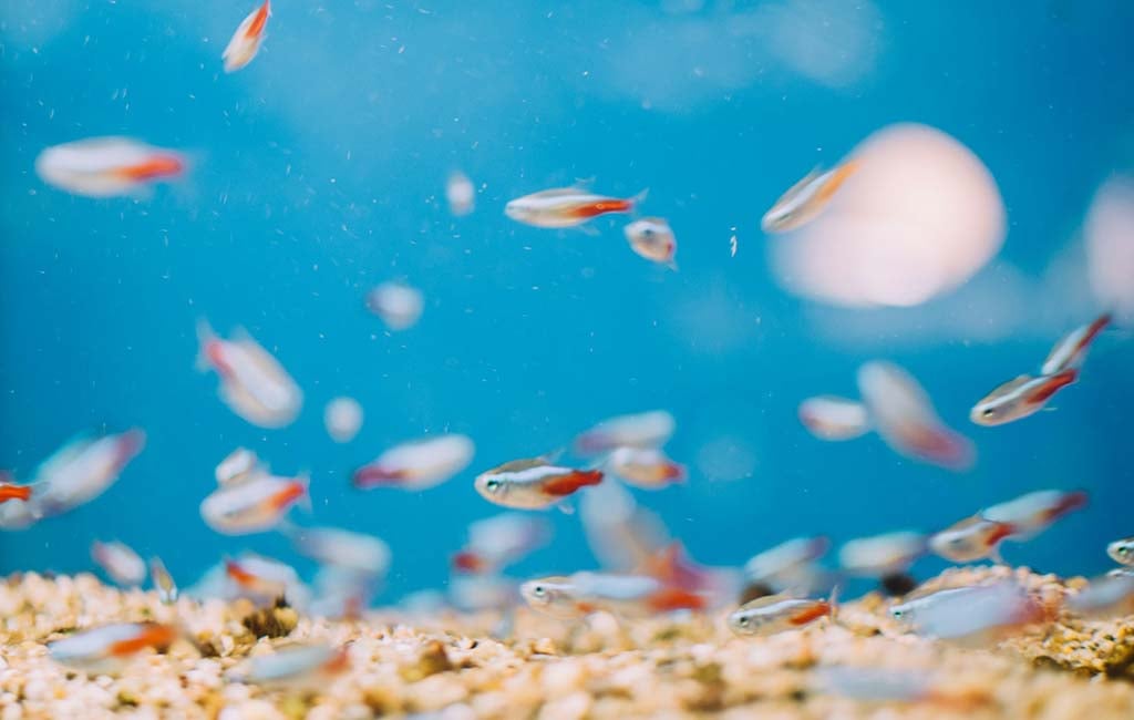the best fish for bioload