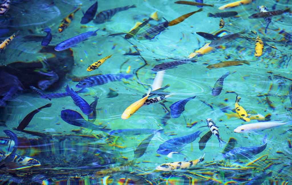 Fish Tank Bio-Load Capacity
