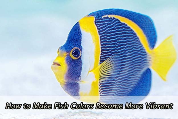 How to Make Fish Colors Become More Vibrant
