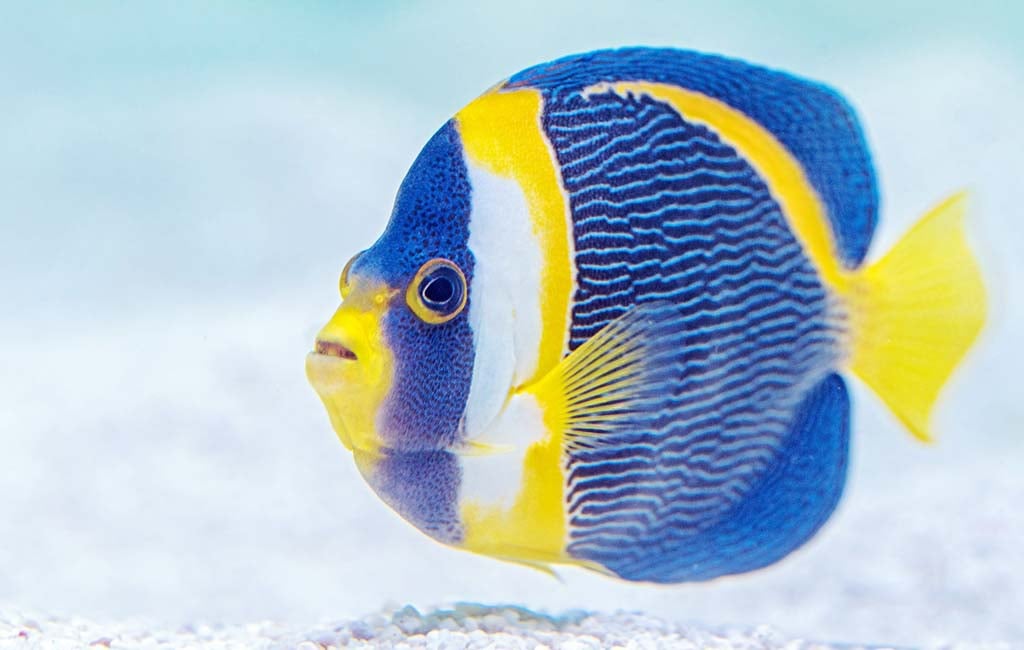 colorful fish