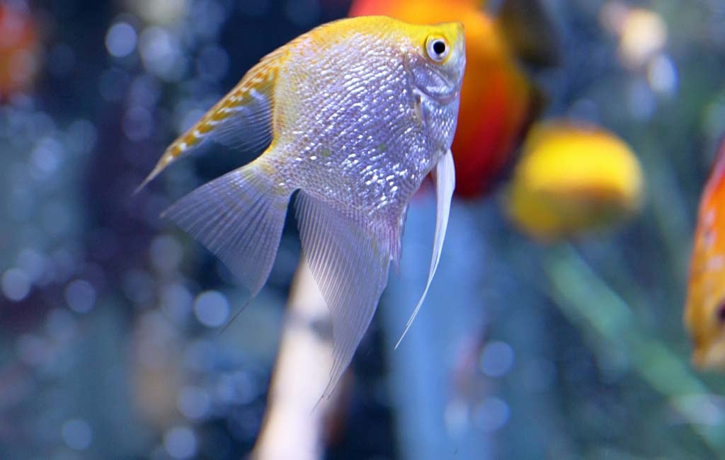 how to make fish more colorful​
