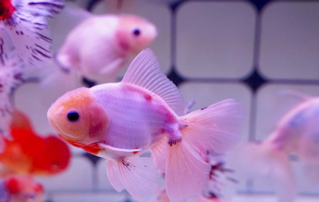 Make Fish More Colorful