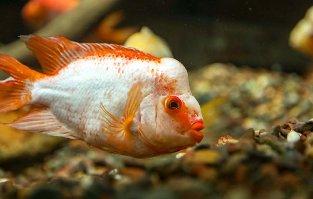 Enhance Fish Color