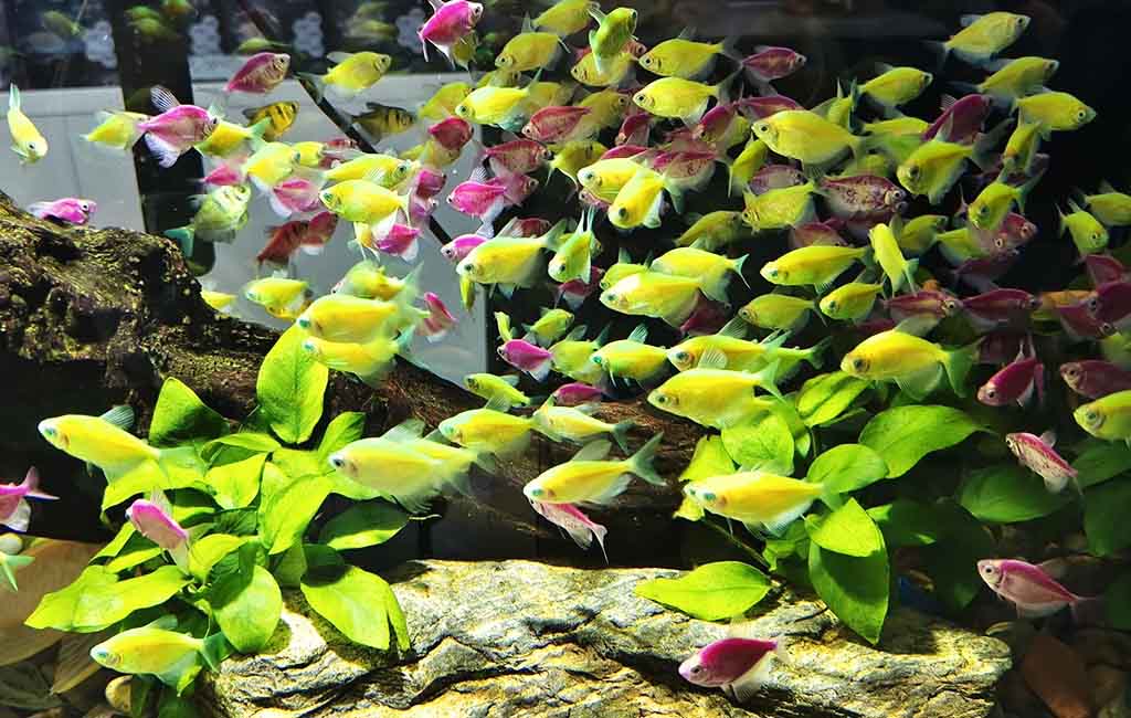 vibrant fish colors