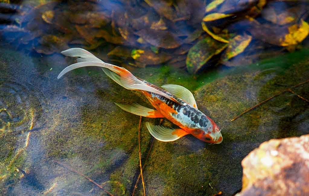 Fish Color Enhancing Tips