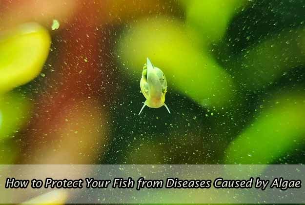 How to Protect Your Fish from Diseases Caused by Algae