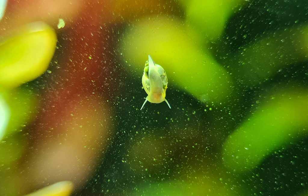 fish diseases caused by algae