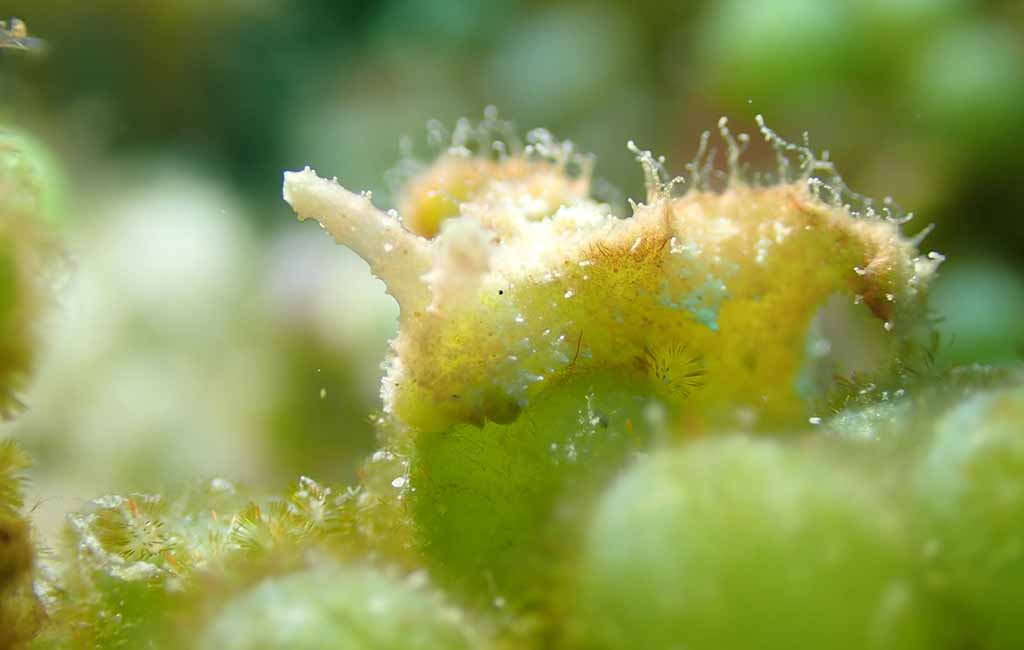 prevent algae outbreaks