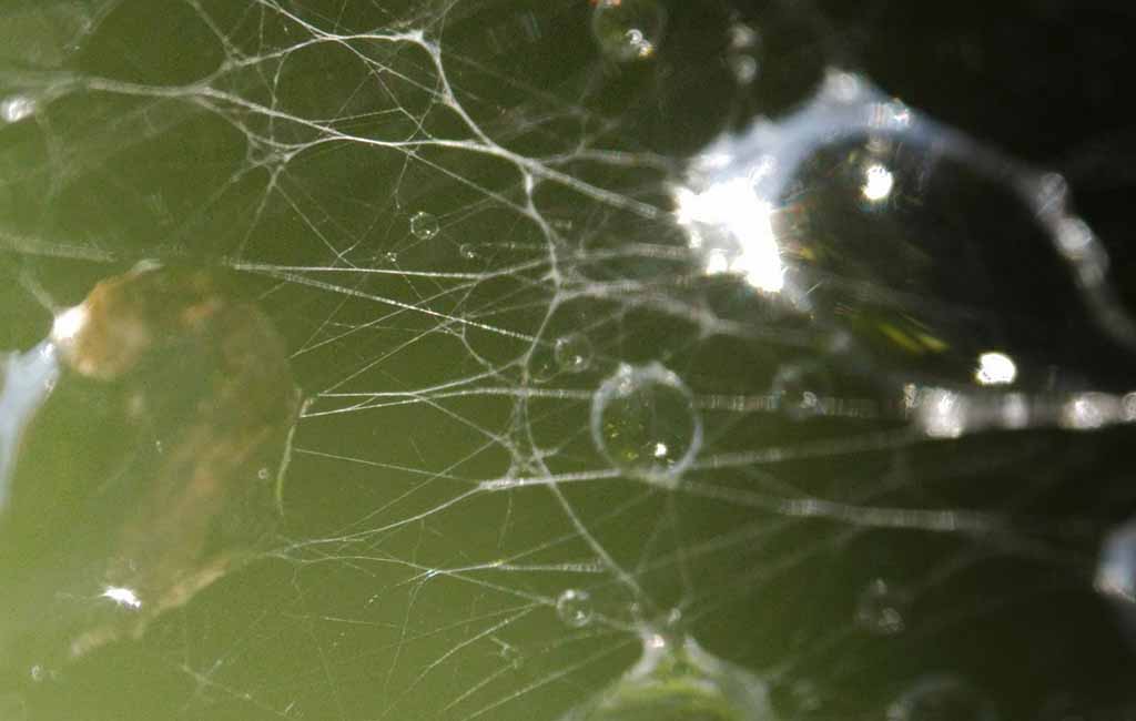 fish algae-related diseases