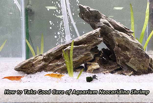 How to Take Good Care of Aquarium Neocaridina Shrimp