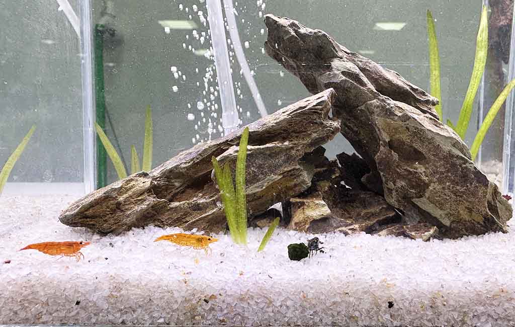 aquarium neocaridina shrimp