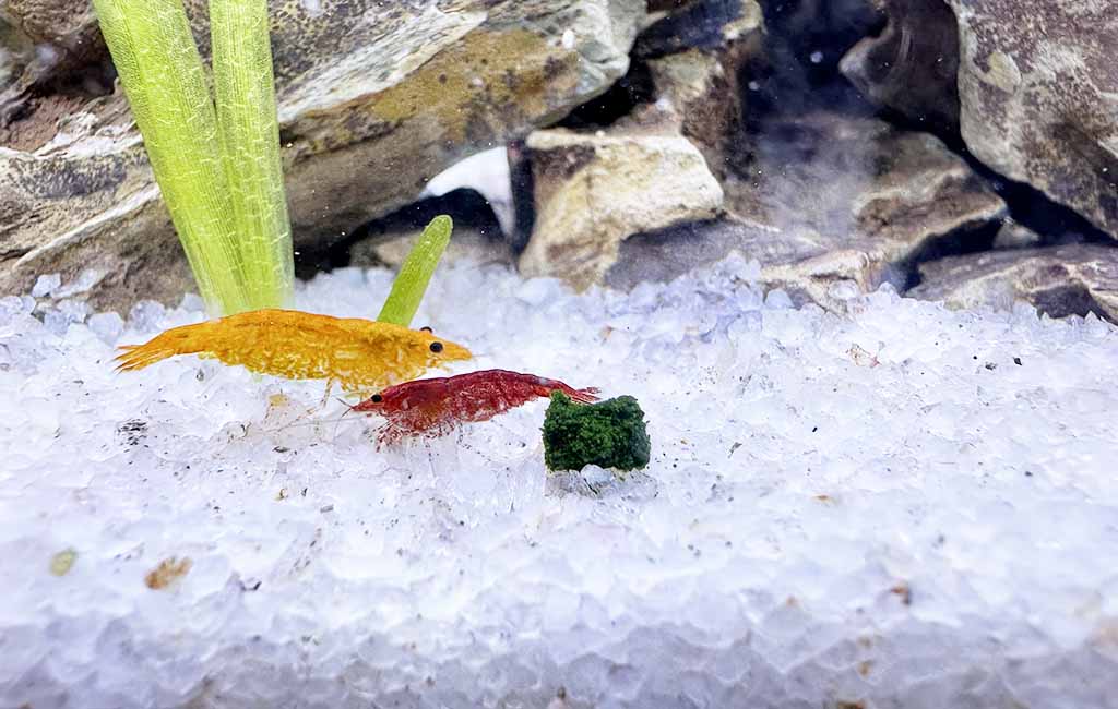 what do Neocaridina shrimp need