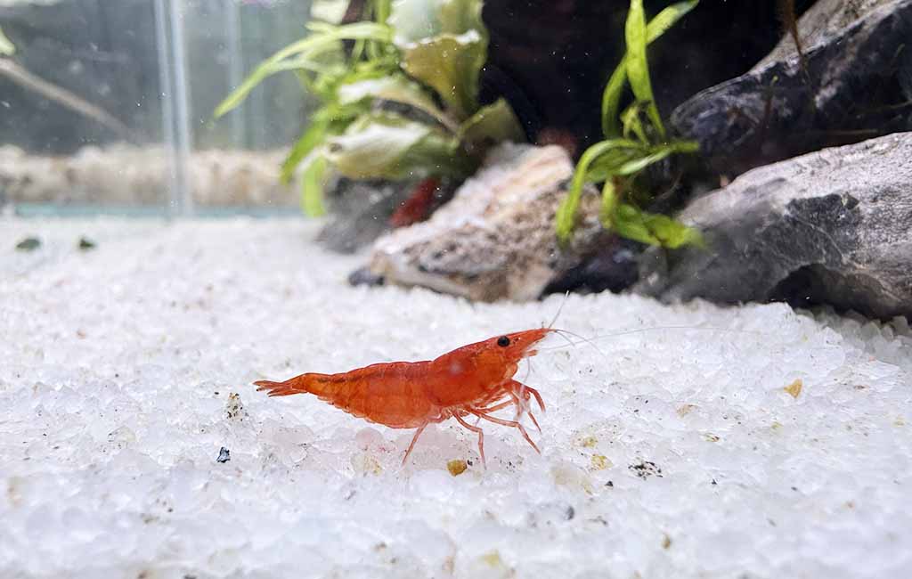 neocaridina shrimp care guide
