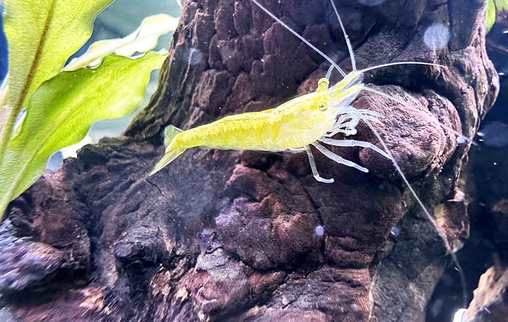 Water Parameters for Neocaridina Shrimp