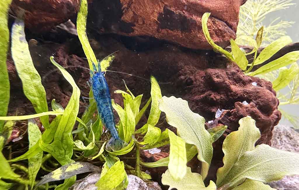 Are Neocaridina Shrimp Easy to Keep