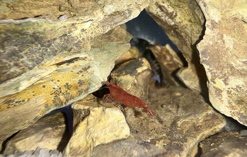 Substrate Soil for Neocaridina Shrimp