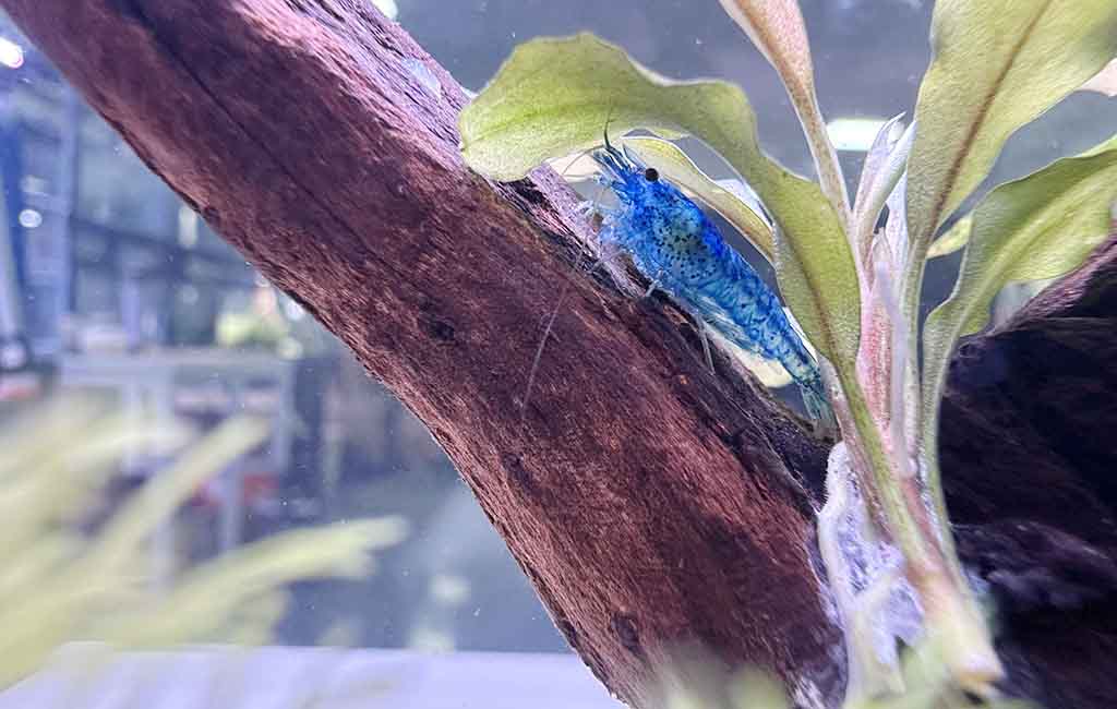 Neocaridina Shrimp Care Sheet