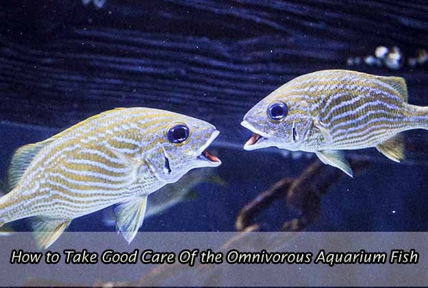 How to Take Good Care Of the Omnivorous Aquarium Fish