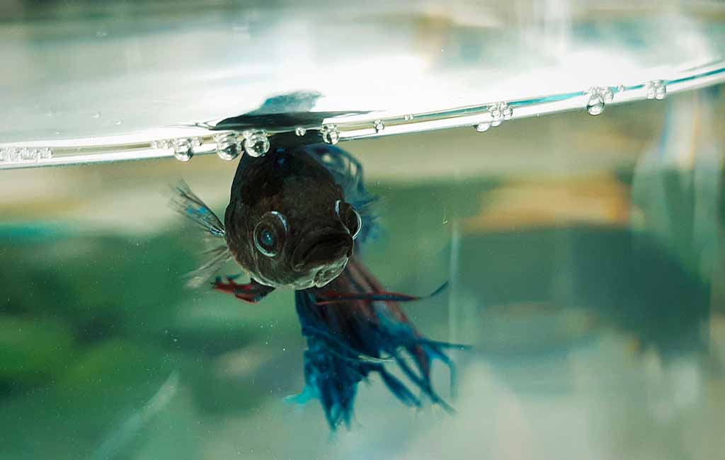 Are Fish Omnivores