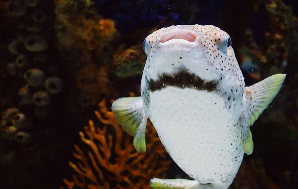 Omnivores fish