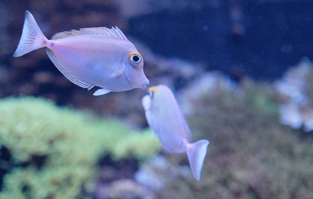 omnivorous fish care guide