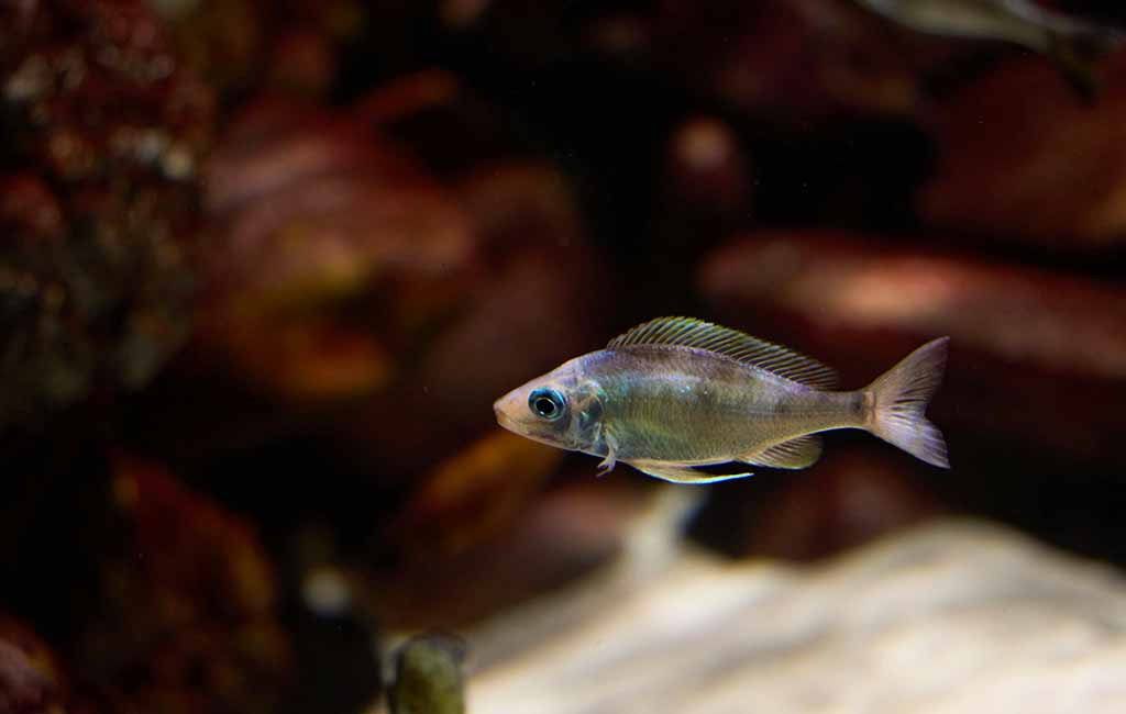 Feeding Habits of Omnivorous Fish