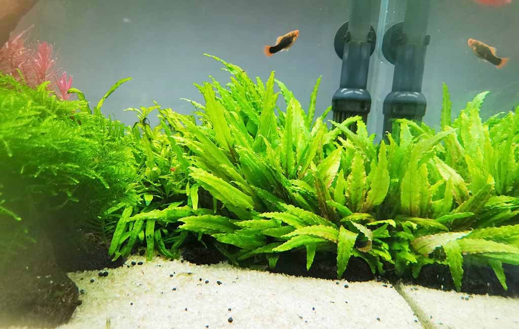 Ideal CO2 Concentration
