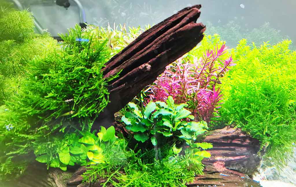 ideal CO2 concentration for plant